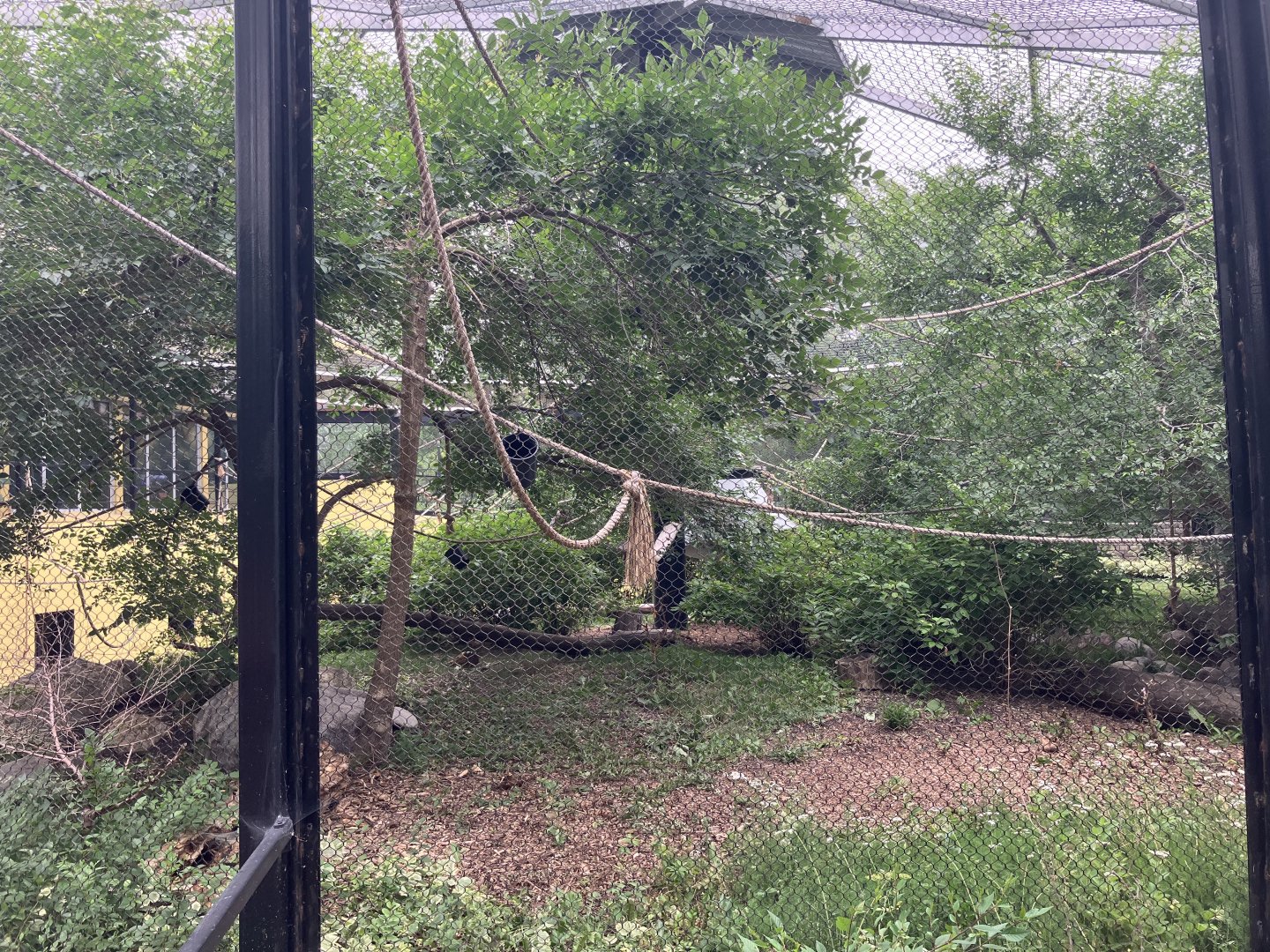 Asia - Lar Gibbon Exhibit