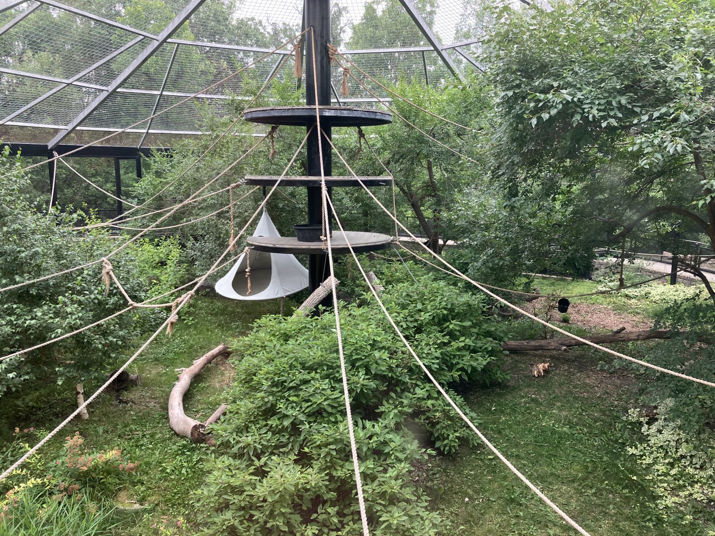 Asia - Lar Gibbon Exhibit