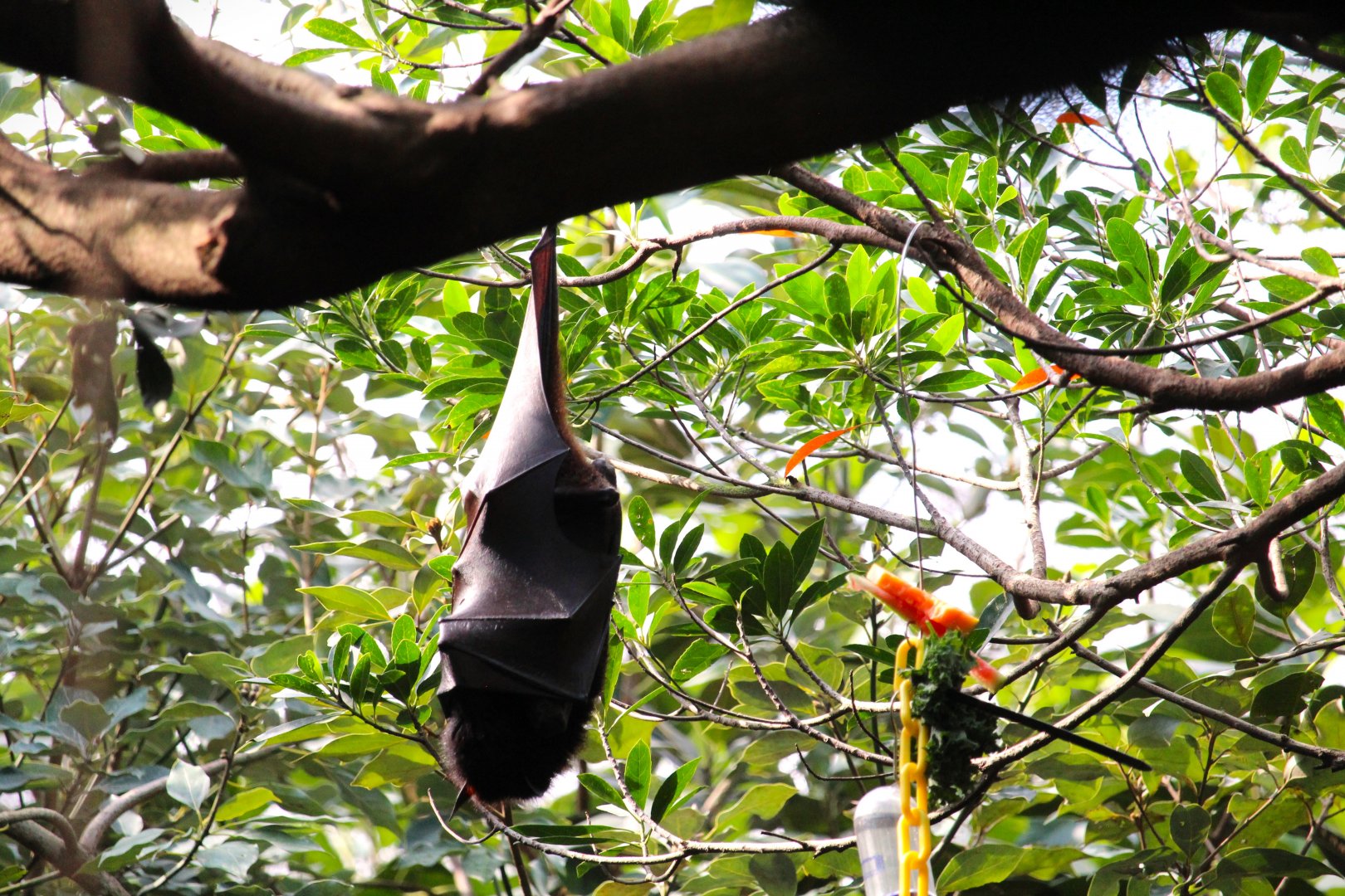 Asia - Large Flying Fox