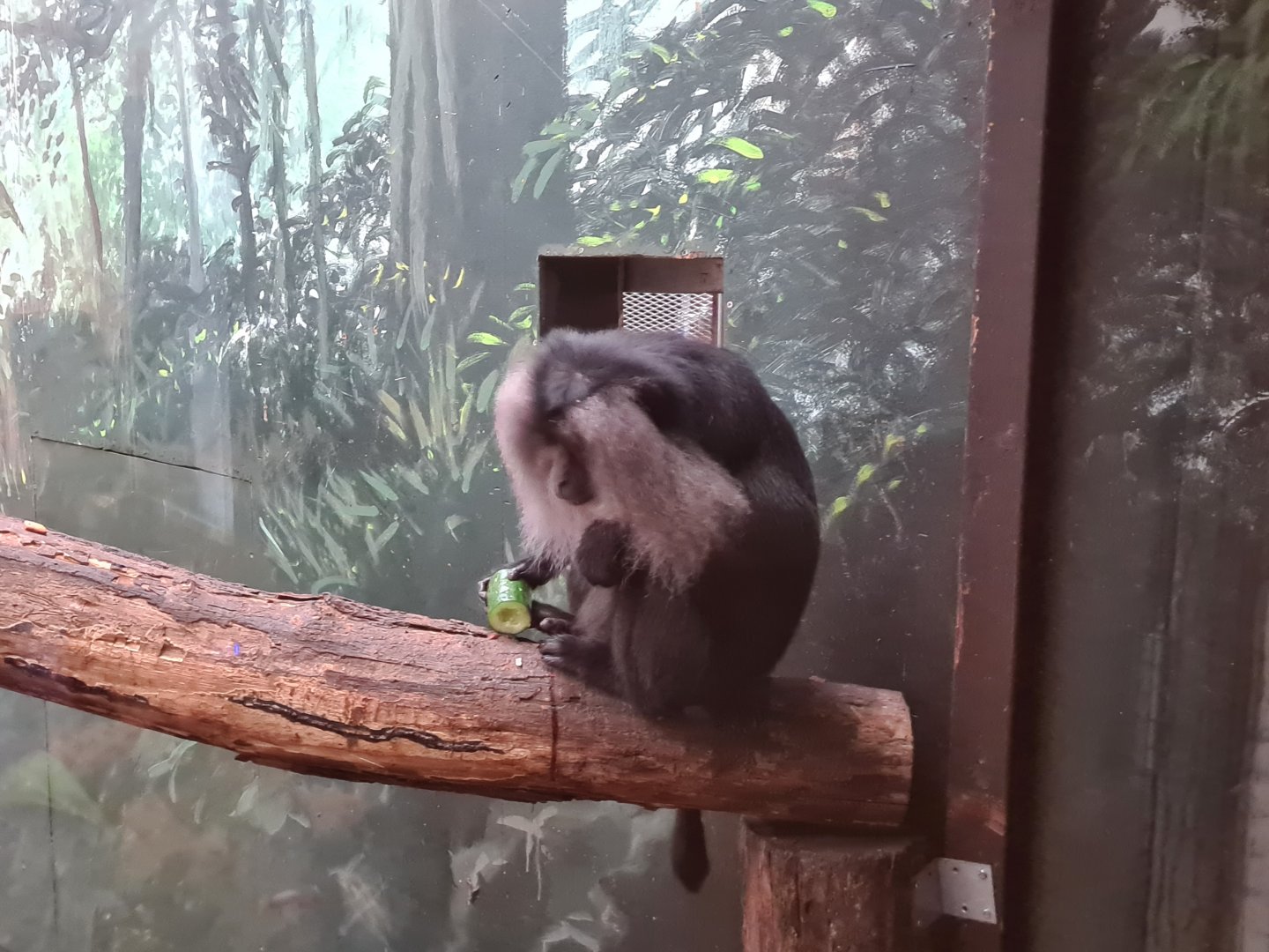 Asia - Lion-tailed macaque in indoor holding