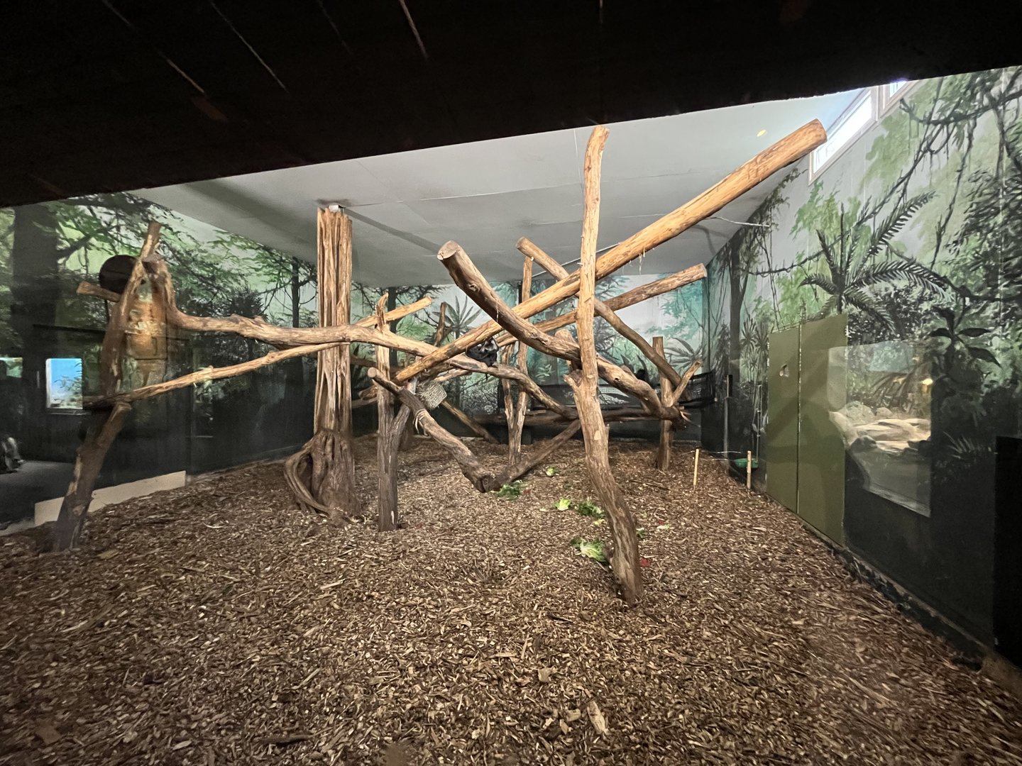 Asia- Lion-tailed macaque indoors 13.7.23