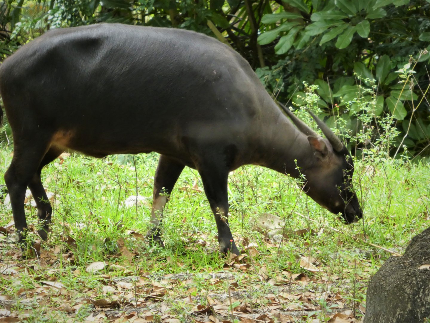 Asia - Lowland Anoa