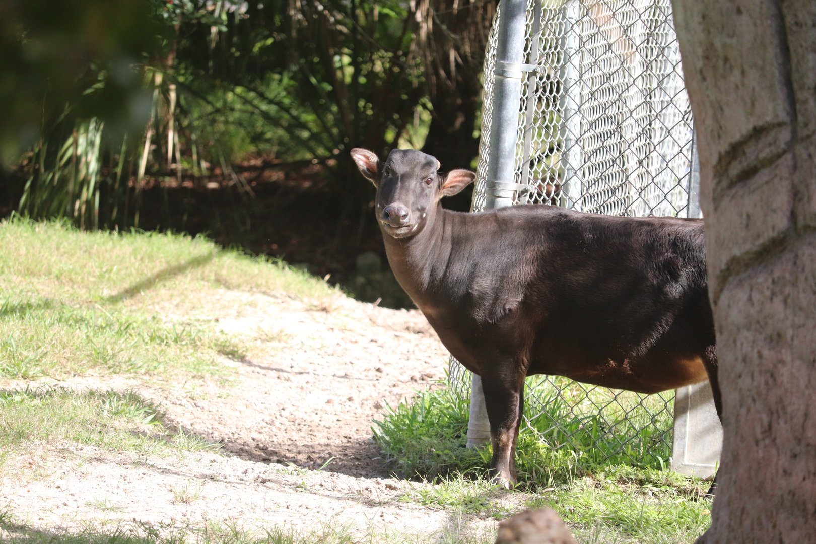 Asia - Lowland Anoa