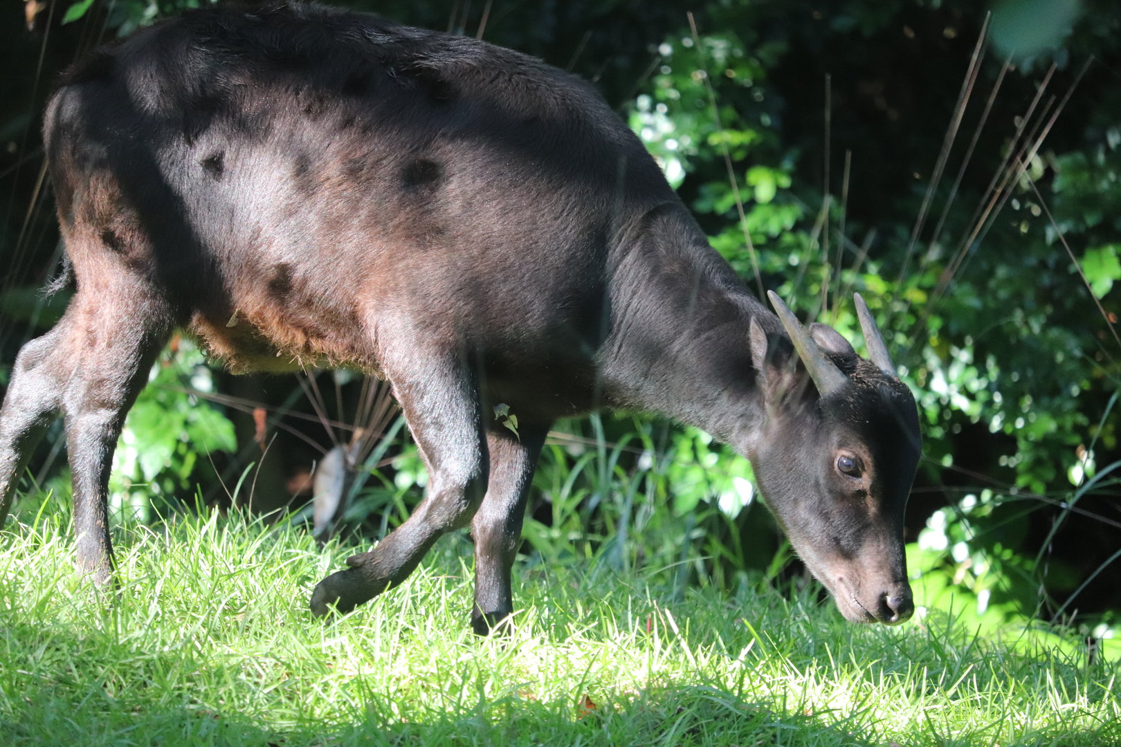 Asia - Lowland Anoa