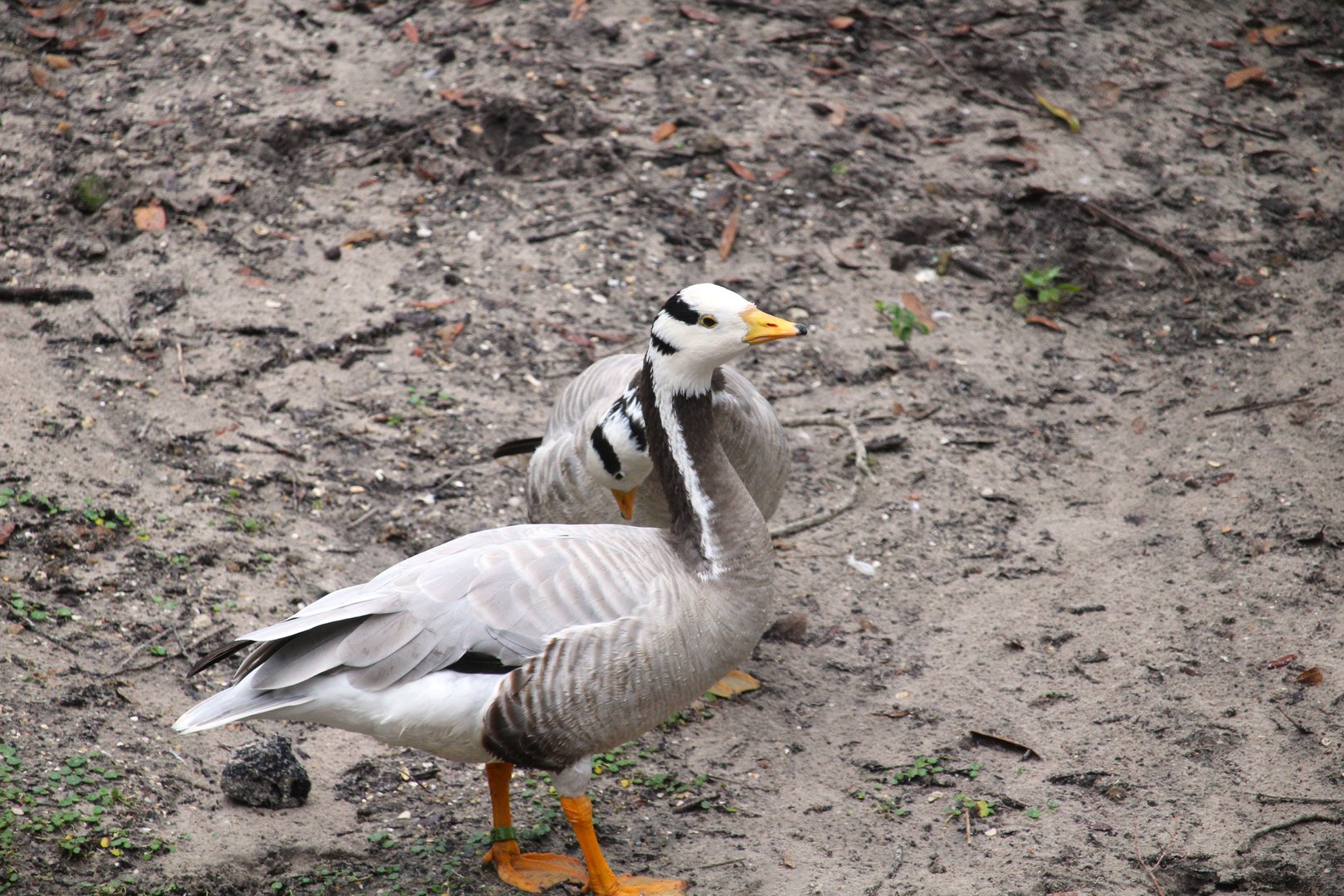 Asia - Maharajah Jungle Trek - Bar-headed Geese