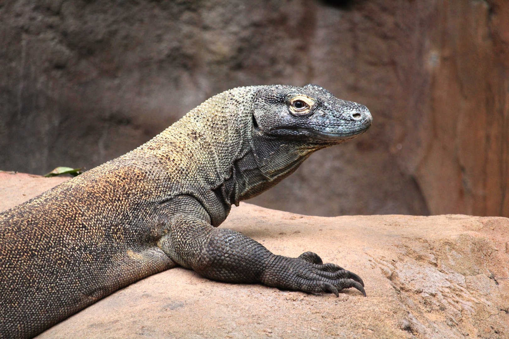 Asia - Maharajah Jungle Trek - Komodo Dragon