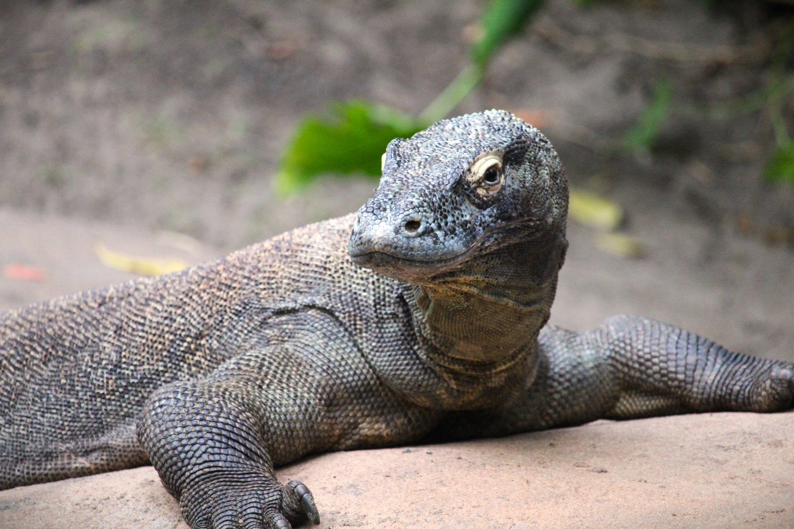Asia - Maharajah Jungle Trek - Komodo Dragon
