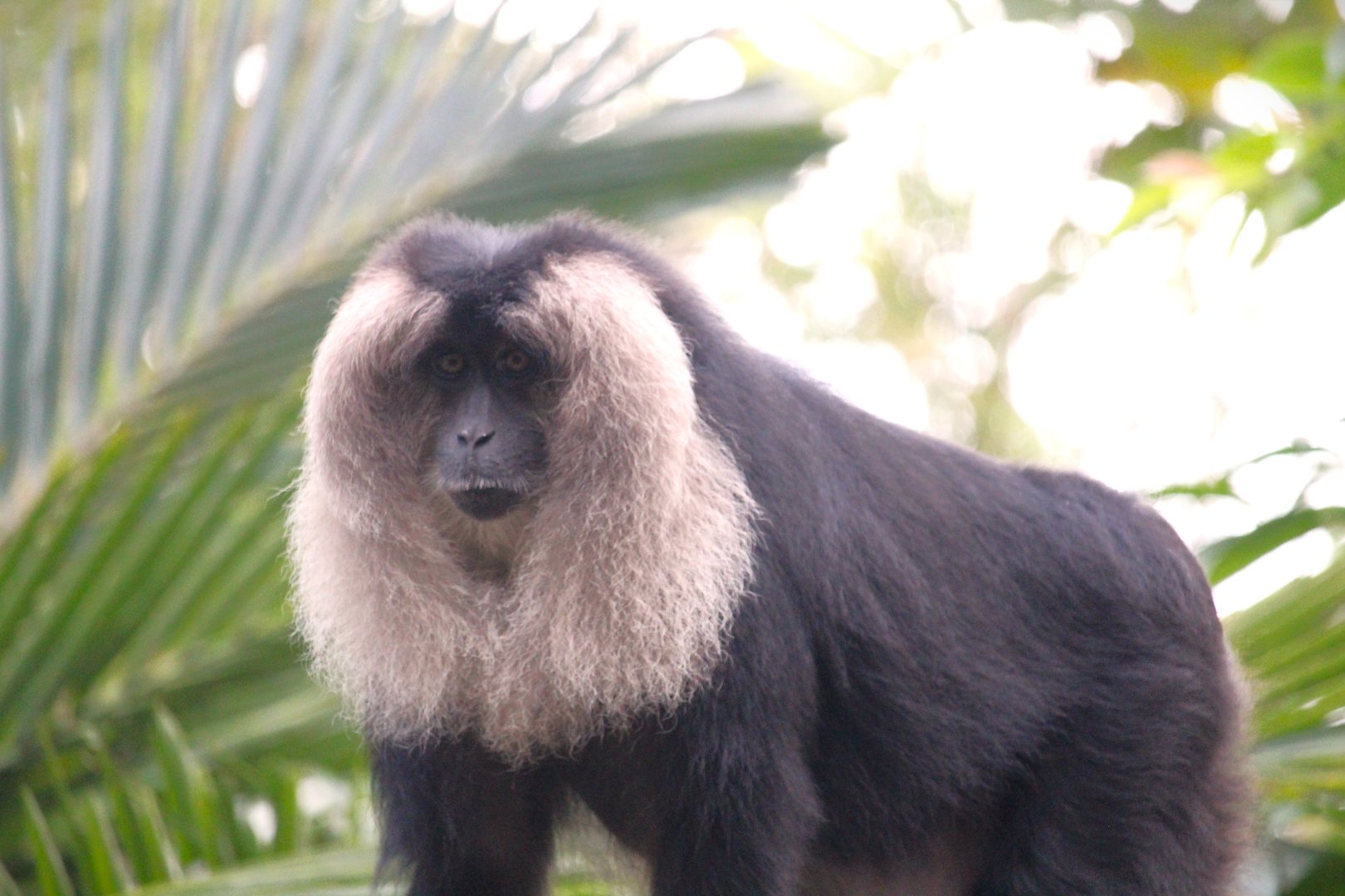 Asia - Maharajah Jungle Trek - Lion-tailed Macaque