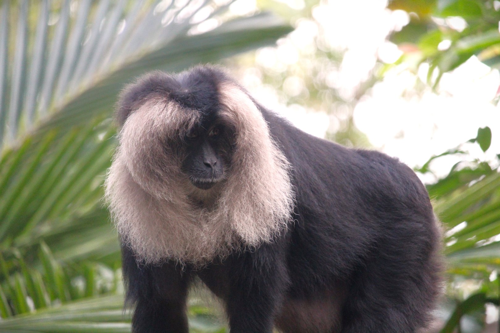 Asia - Maharajah Jungle Trek - Lion-tailed Macaque