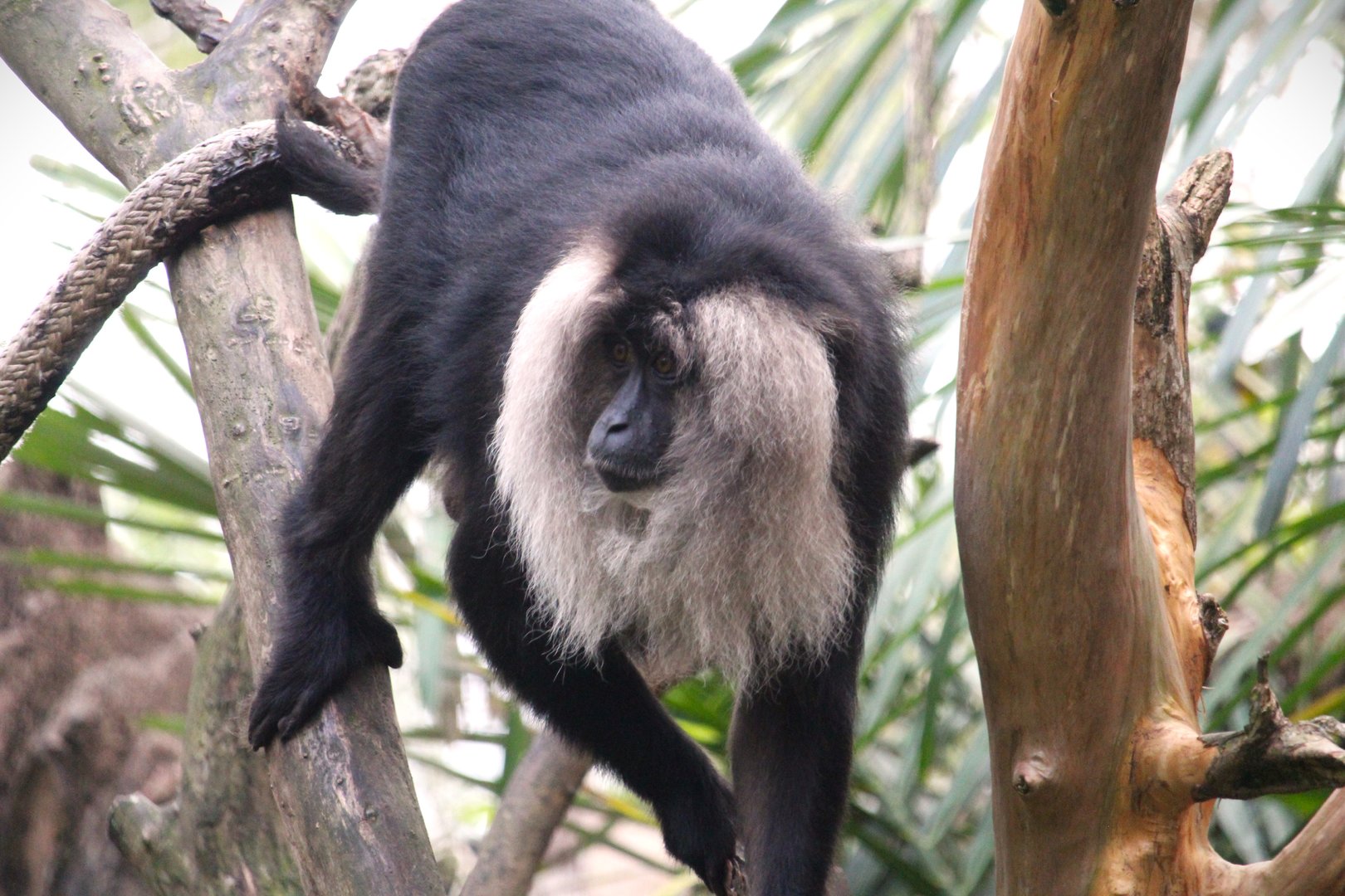 Asia - Maharajah Jungle Trek - Lion-tailed Macaque