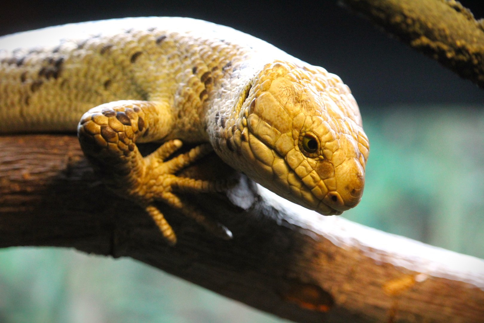 Asia - Maharajah Jungle Trek - Solomon Islands Skink