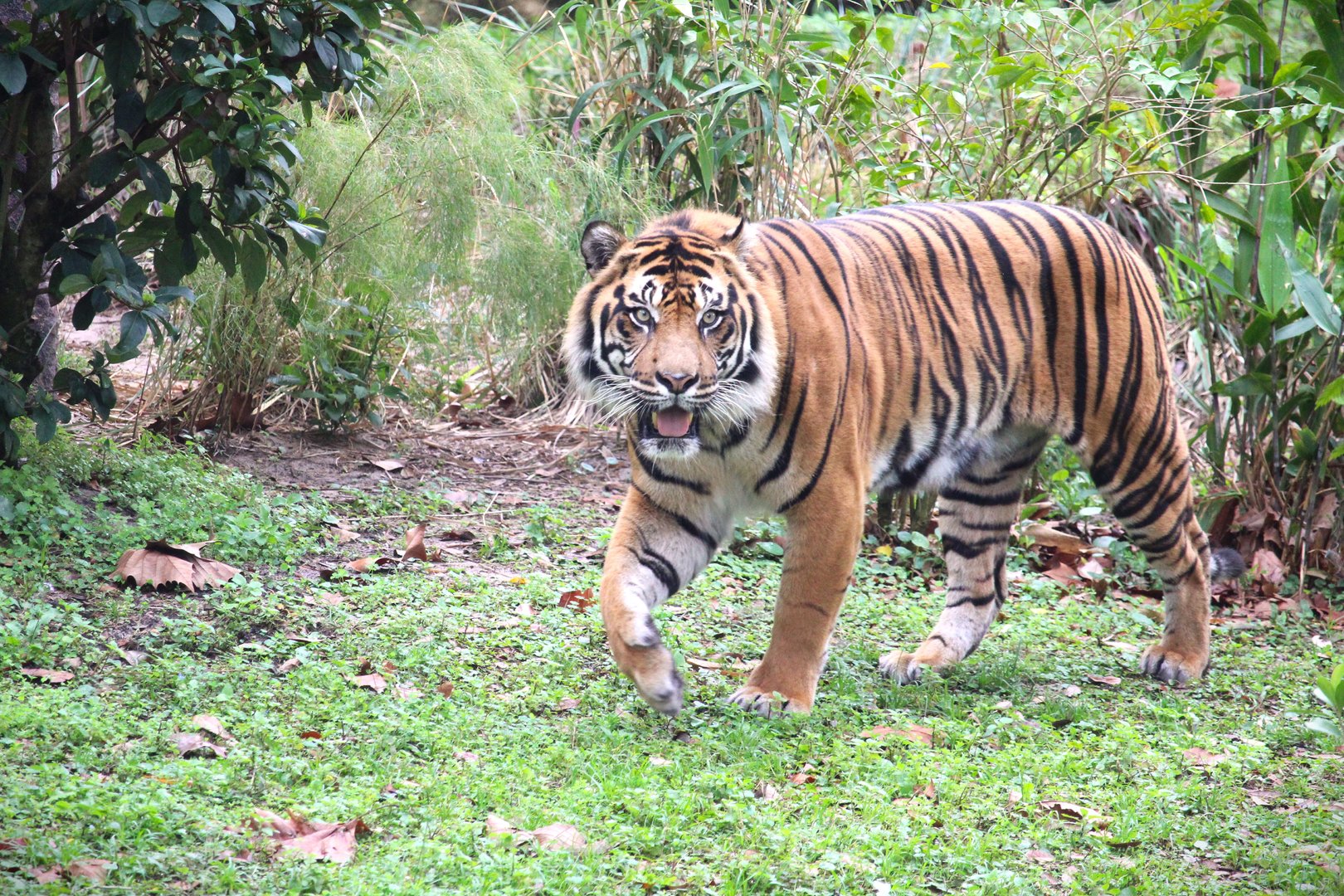 Asia - Maharajah Jungle Trek - Sunda Island Tiger