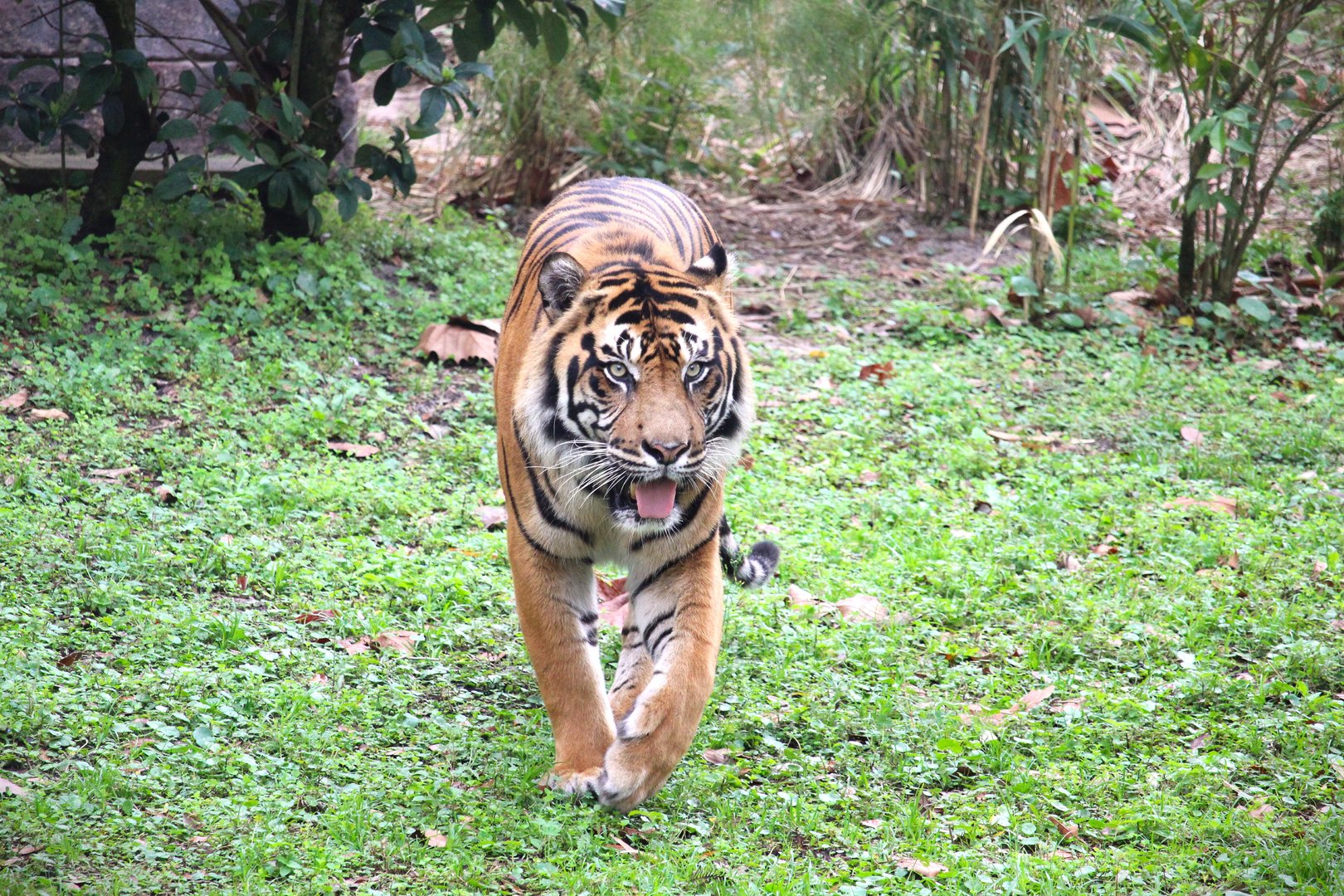 Asia - Maharajah Jungle Trek - Sunda Island Tiger