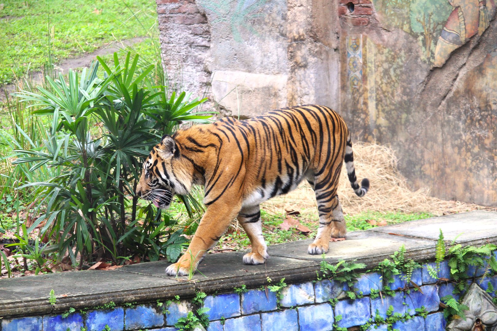 Asia - Maharajah Jungle Trek - Sunda Island Tiger