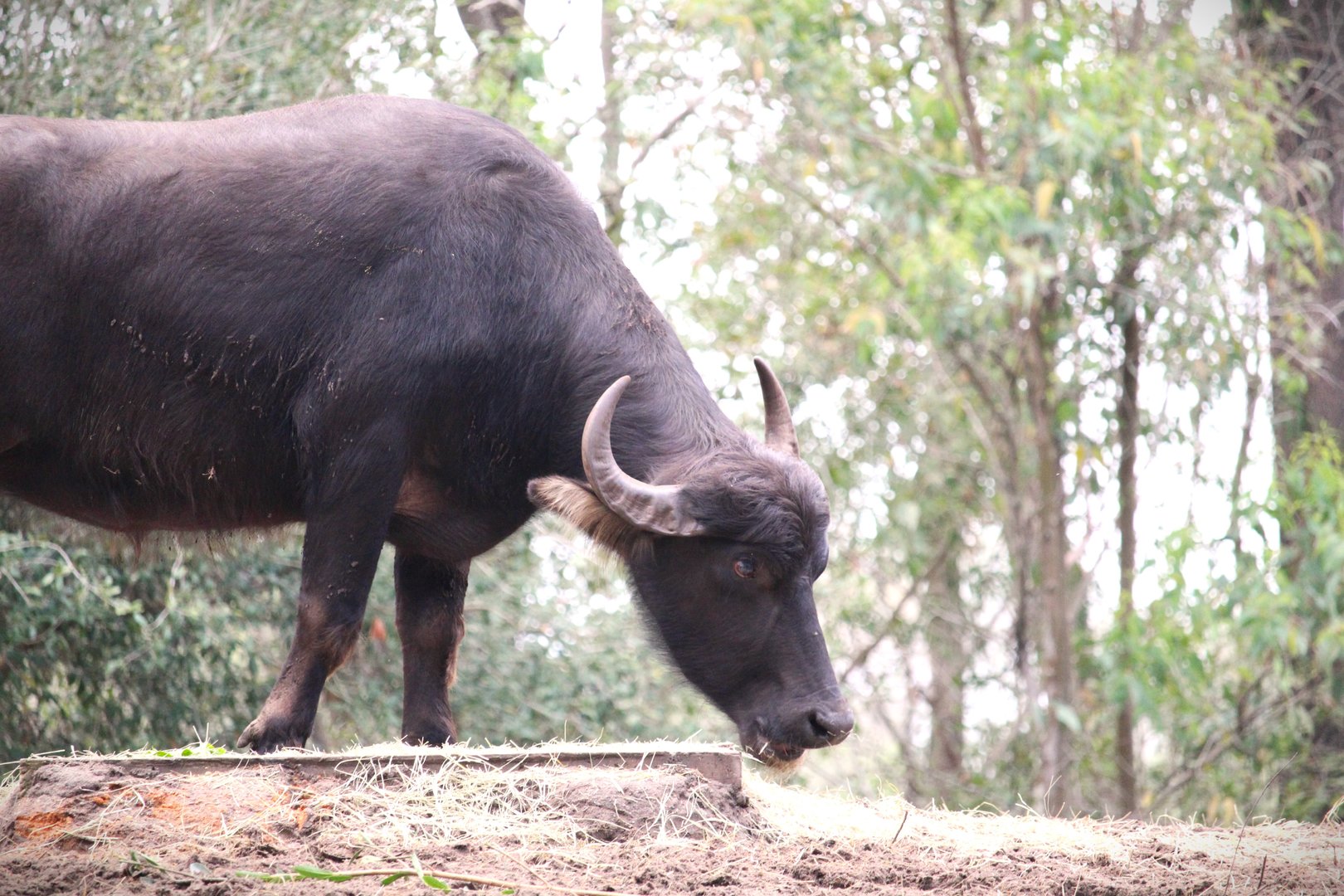 Asia - Maharajah Jungle Trek - Water Buffalo