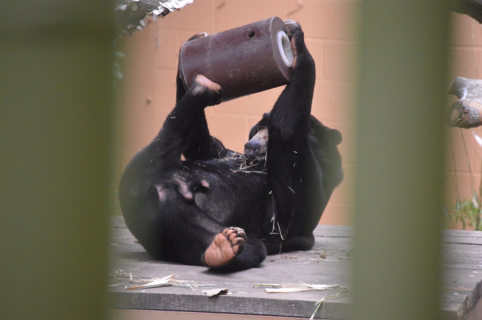 Asia - Malayan Sun Bear