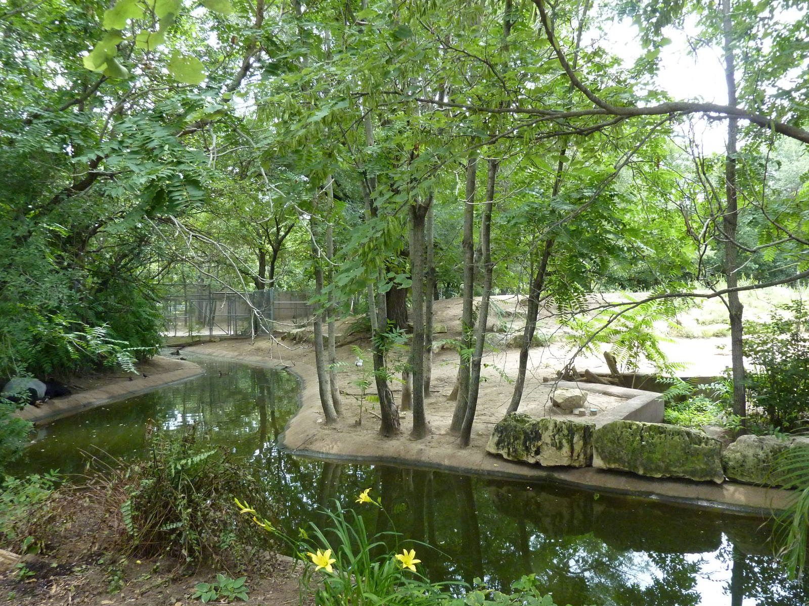 Asia - Malayan Tapir Exhibit