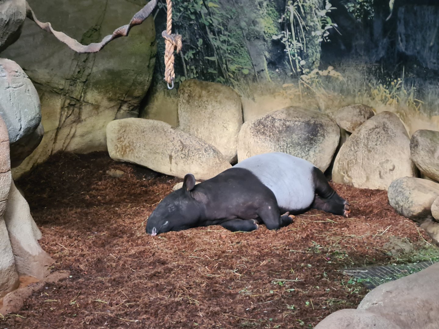 Asia - Malayan tapir sleeping in indoor enclosure in Taman Indah