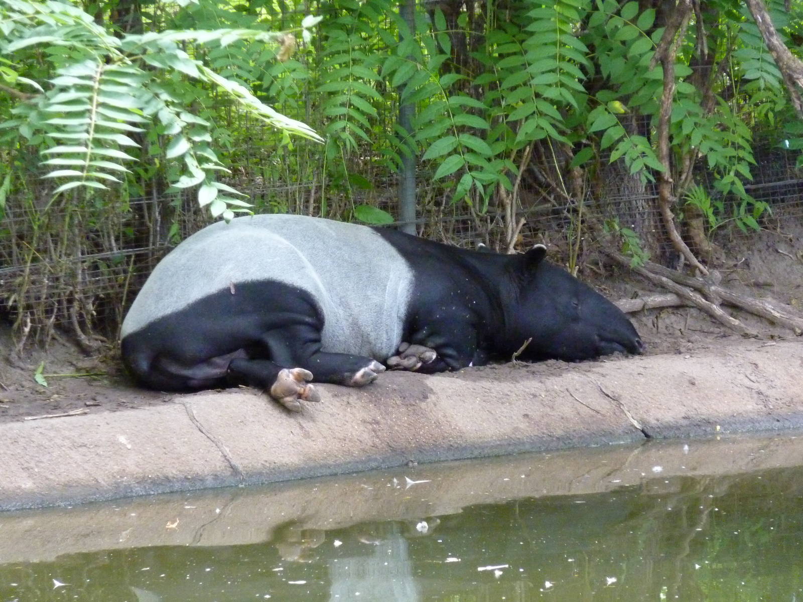 Asia - Malayan Tapir