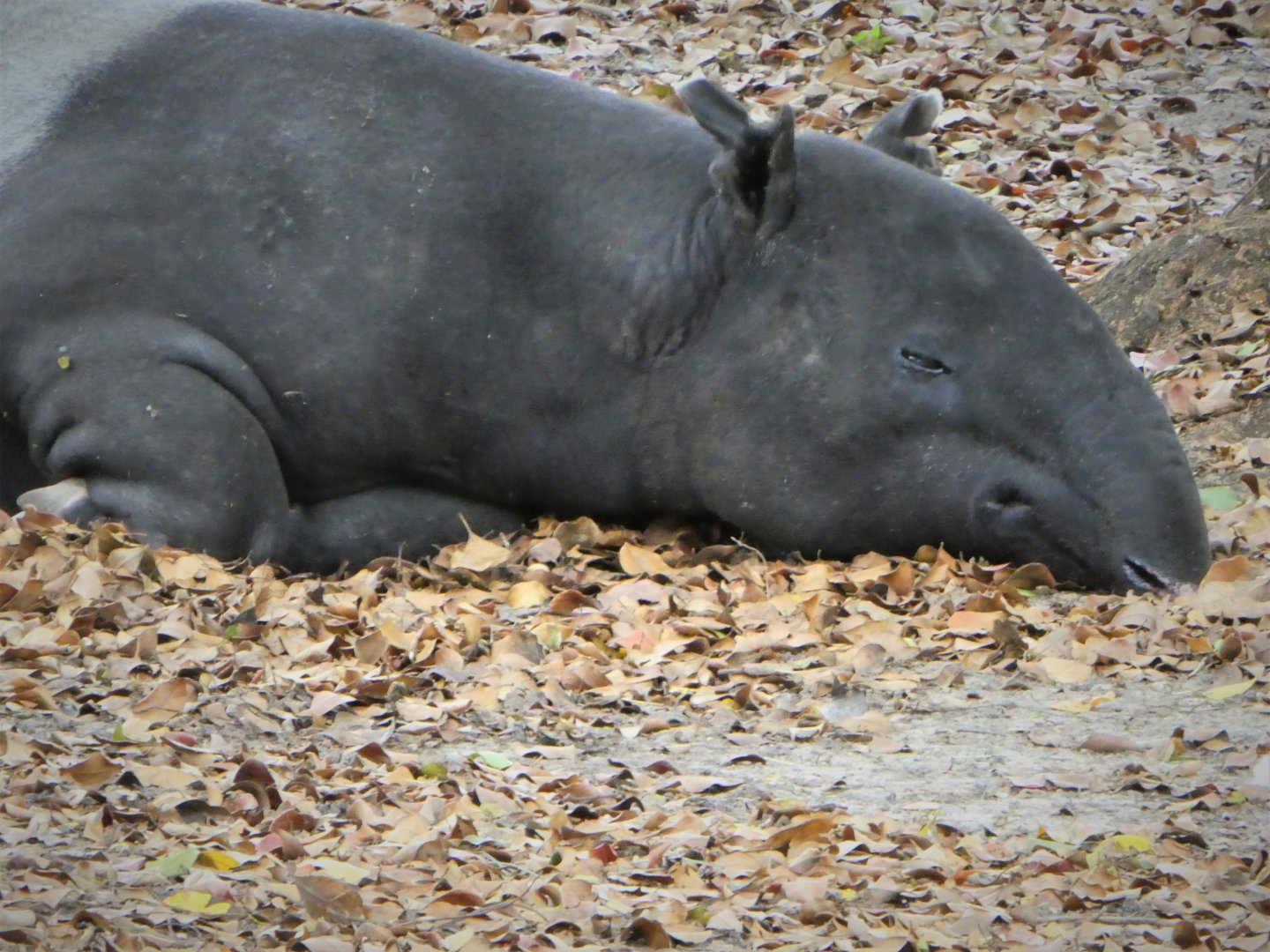 Asia - Malayan Tapir