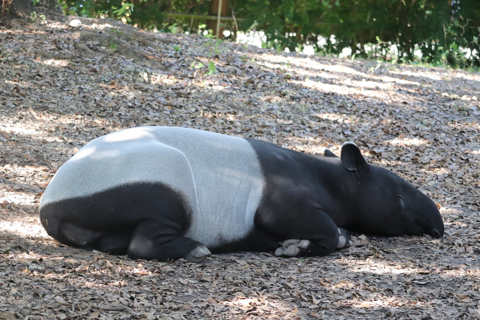 Asia - Malayan Tapir