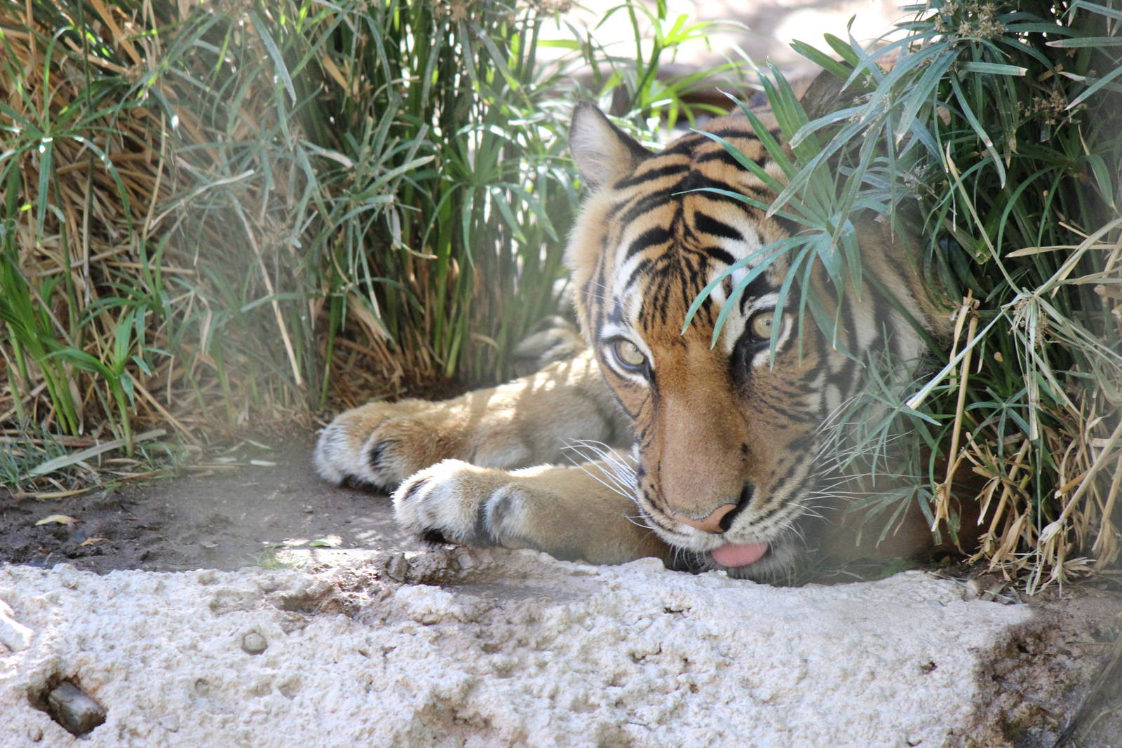 Asia - Malayan Tiger