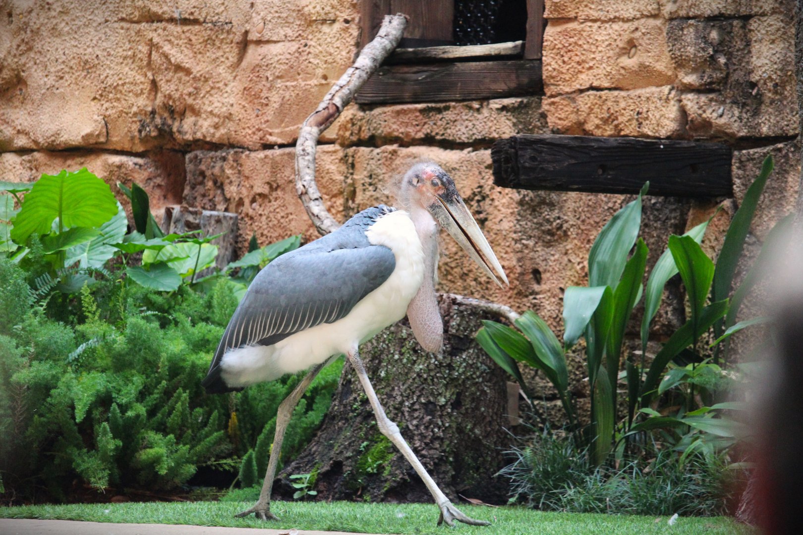 Asia - Marabou Stork