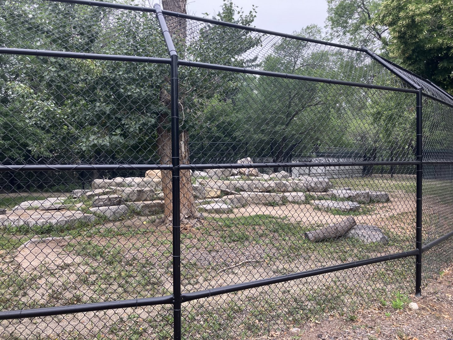 Asia - Markhor Exhibit #1