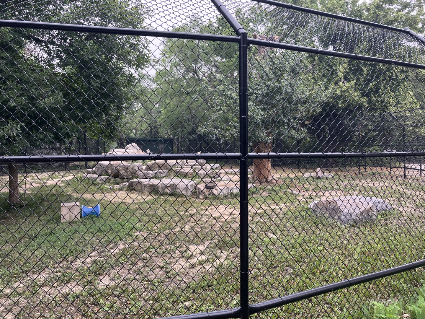 Asia - Markhor Exhibit #1