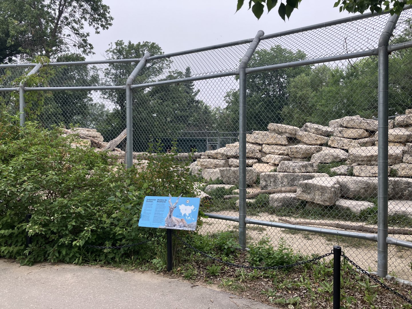 Asia - Markhor Exhibit #2