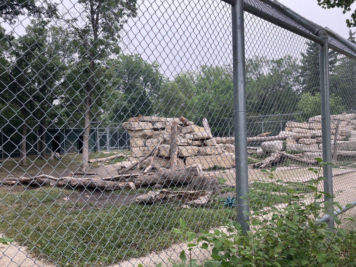 Asia - Markhor Exhibit #2