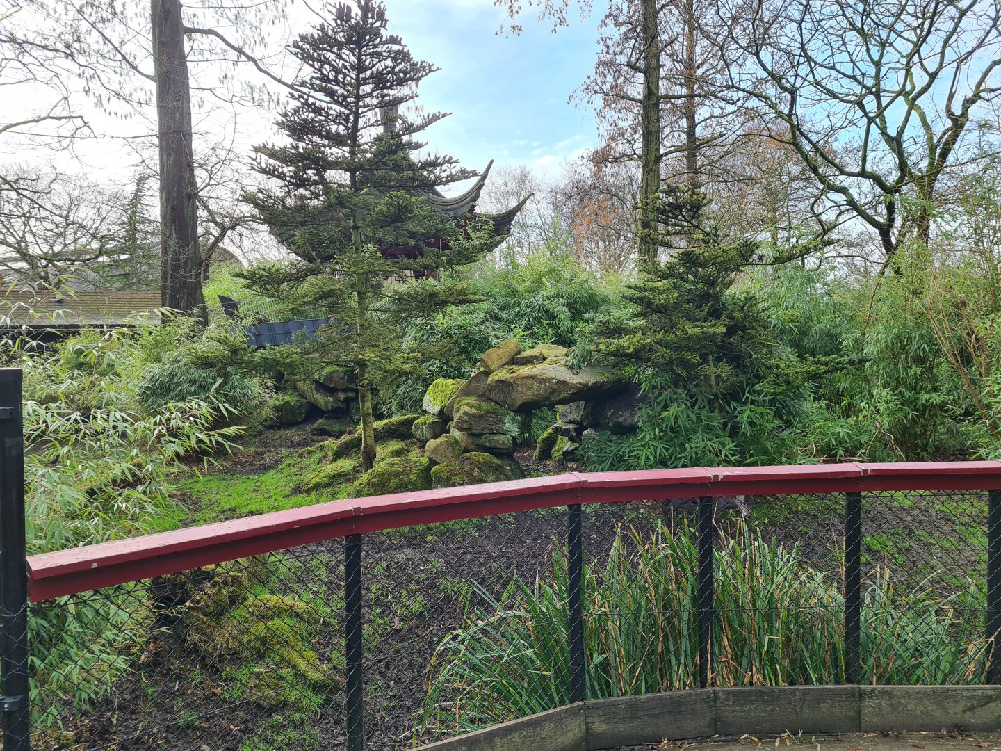 Asia - Michie's tufted deer enclosure