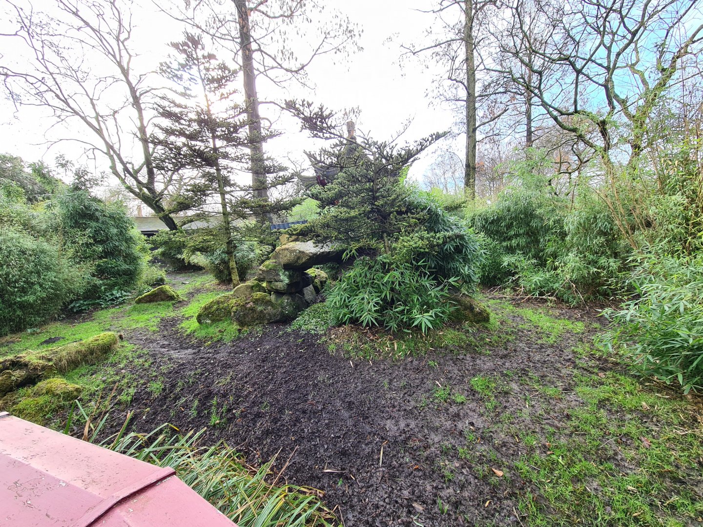 Asia - Michie's tufted deer enclosure