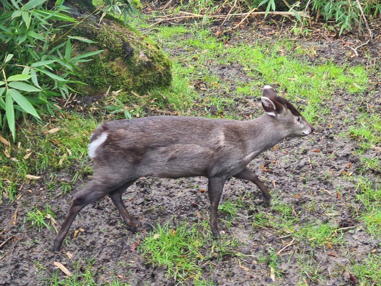 Asia - Michie's tufted deer