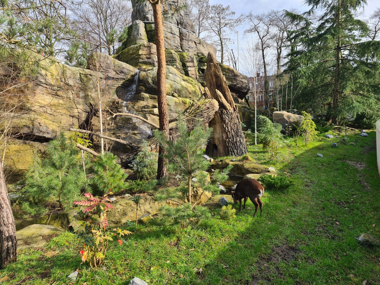 Asia - Michie's tufted deer
