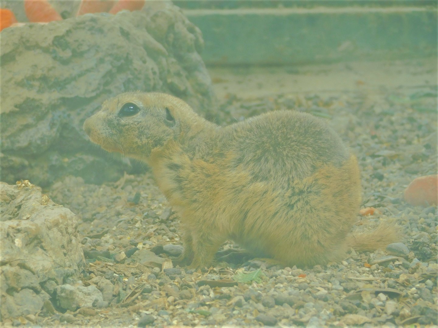 Asia Minor Ground Squirrel