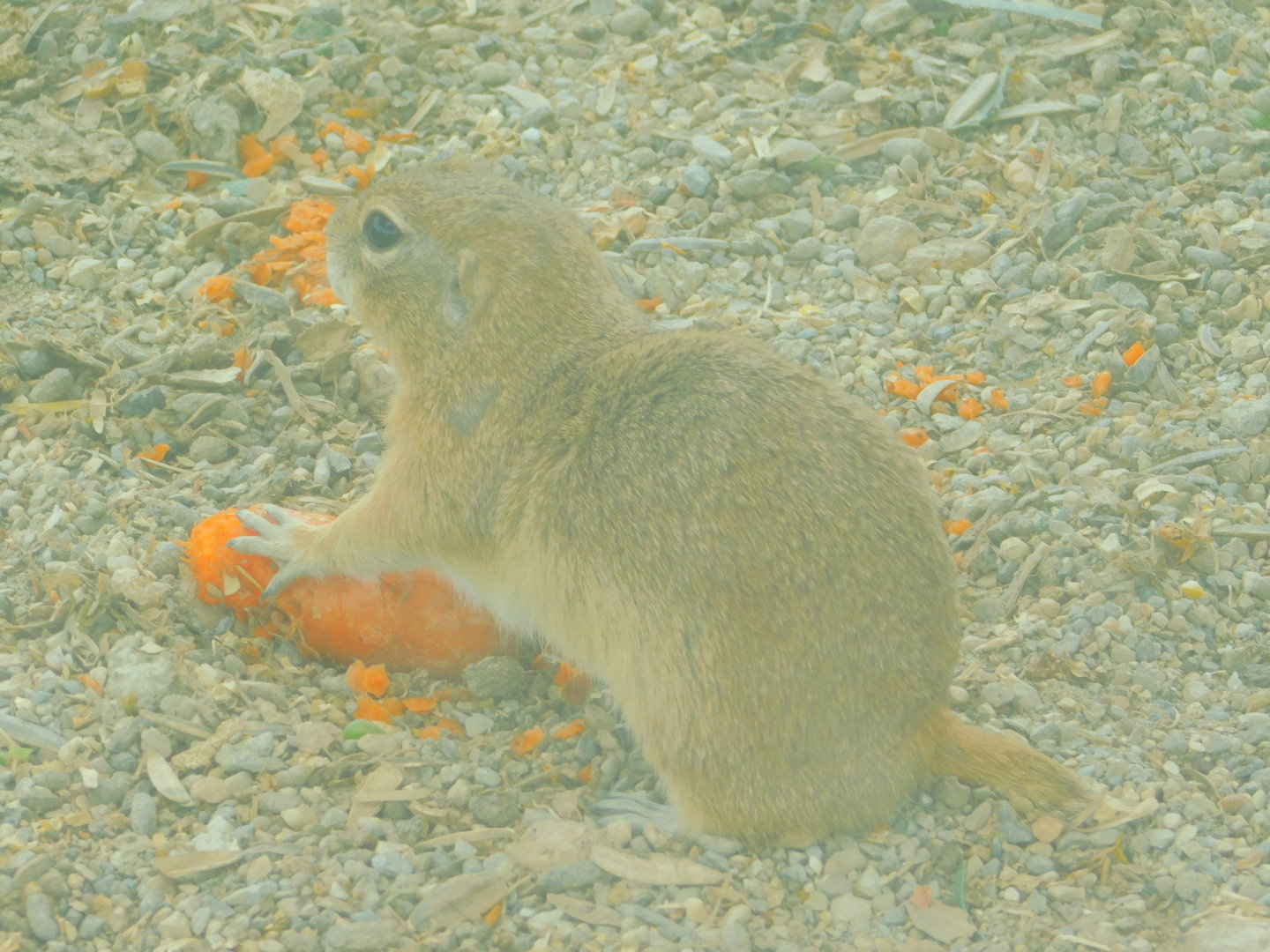 Asia Minor Ground Squirrel