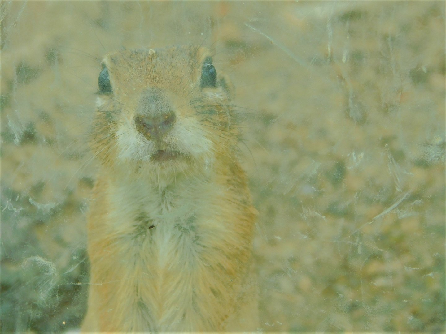 Asia Minor Ground Squirrel