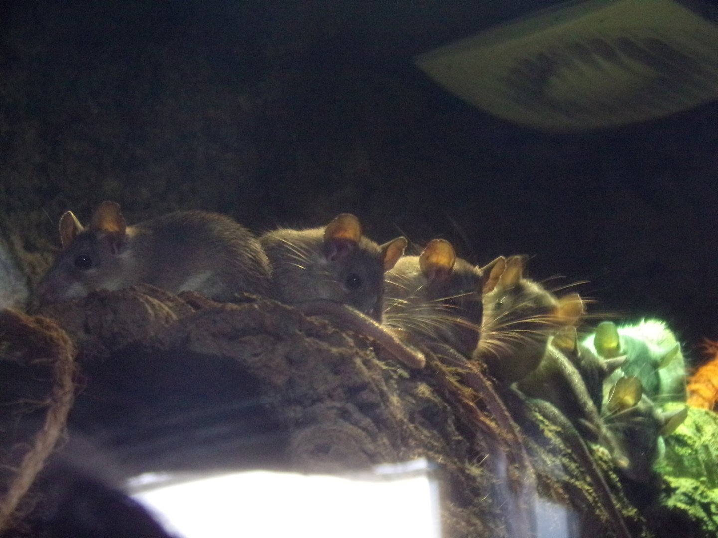 Asia minor spiny mice 1.1.23