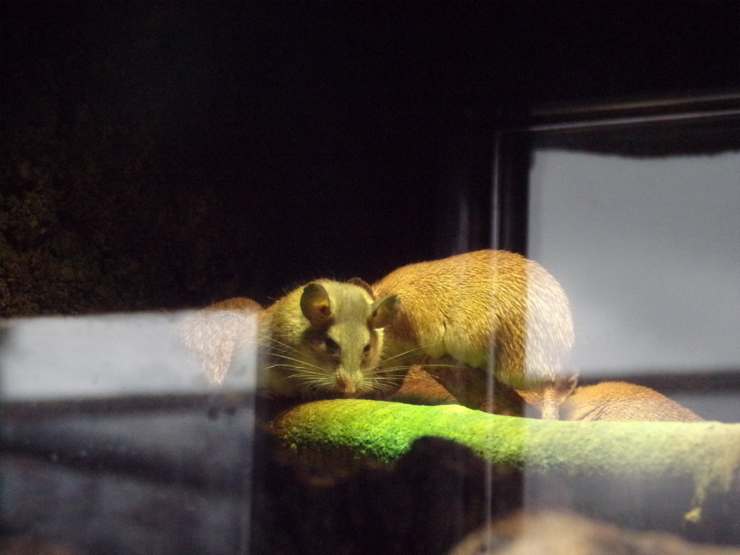 Asia minor spiny mouse 12.4.24