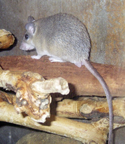 Asia Minor Spiny Mouse (Acomys cilicicus)