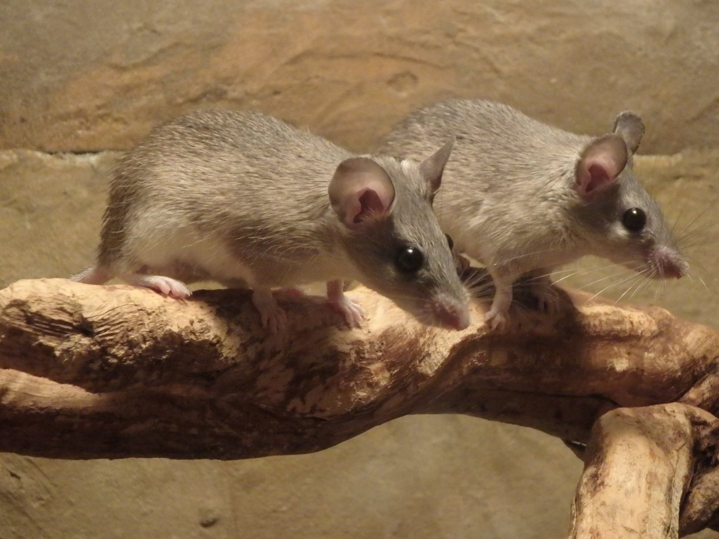 Asia Minor spiny mouse