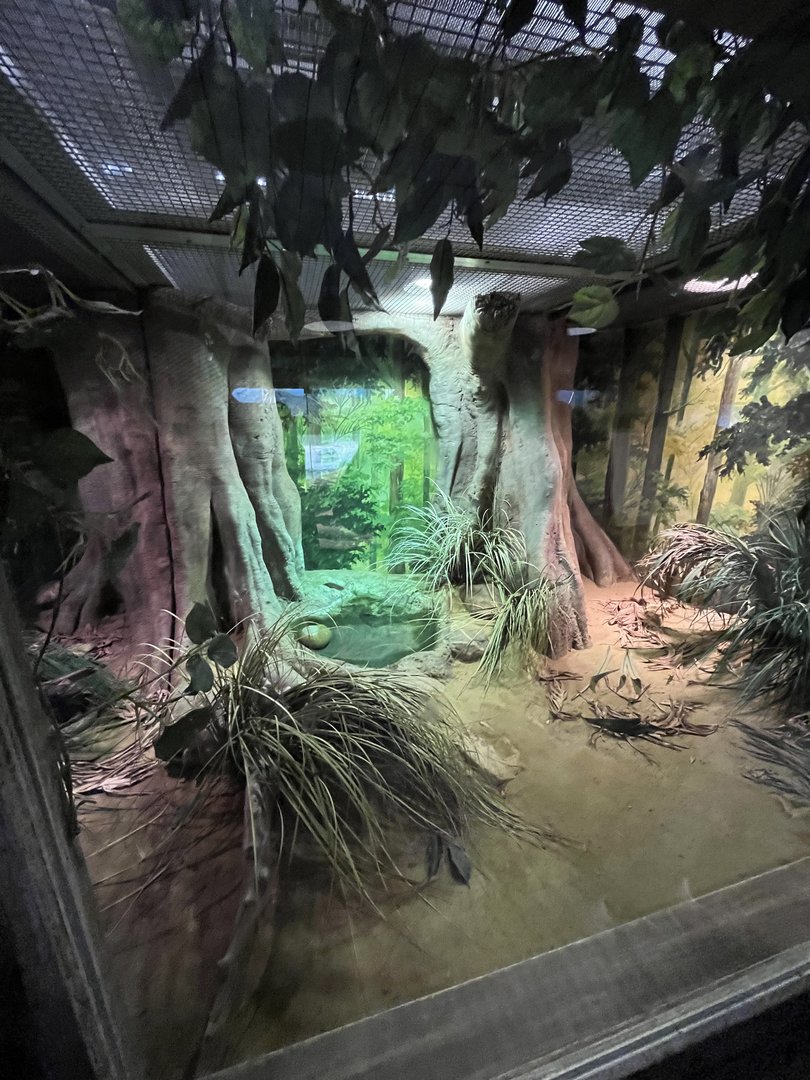 Asia- Monocled cobra enclosure 13.7.23