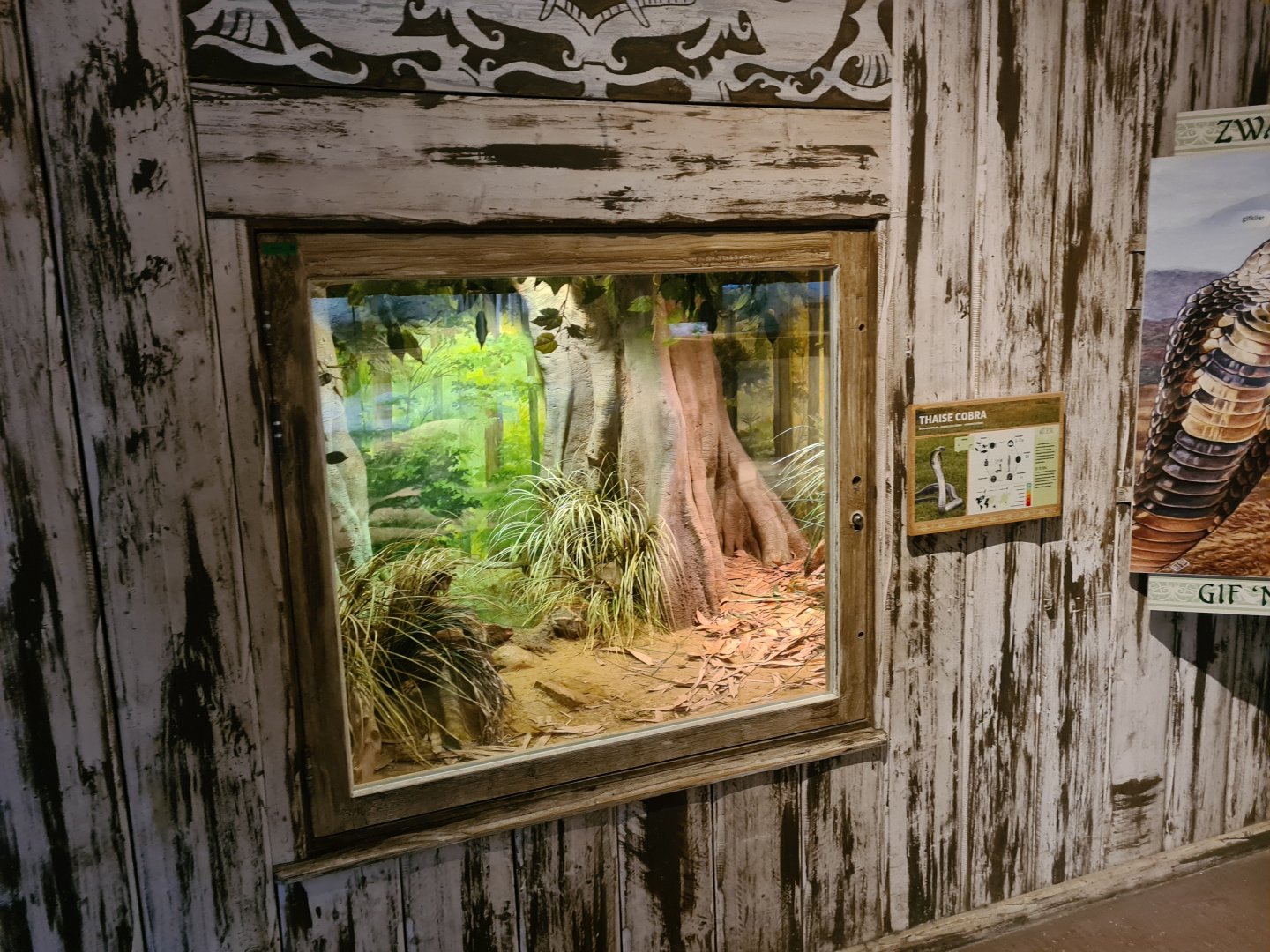 Asia - Monocled cobra exhibit in Rumah Asia