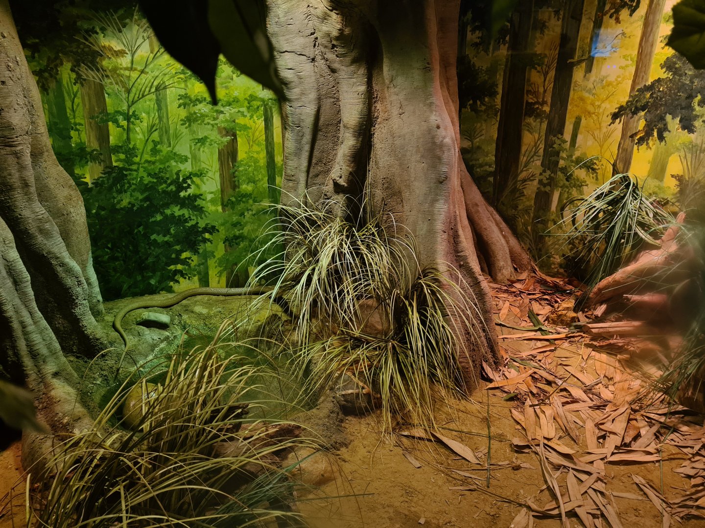 Asia - Monocled cobra exhibit in Rumah Asia