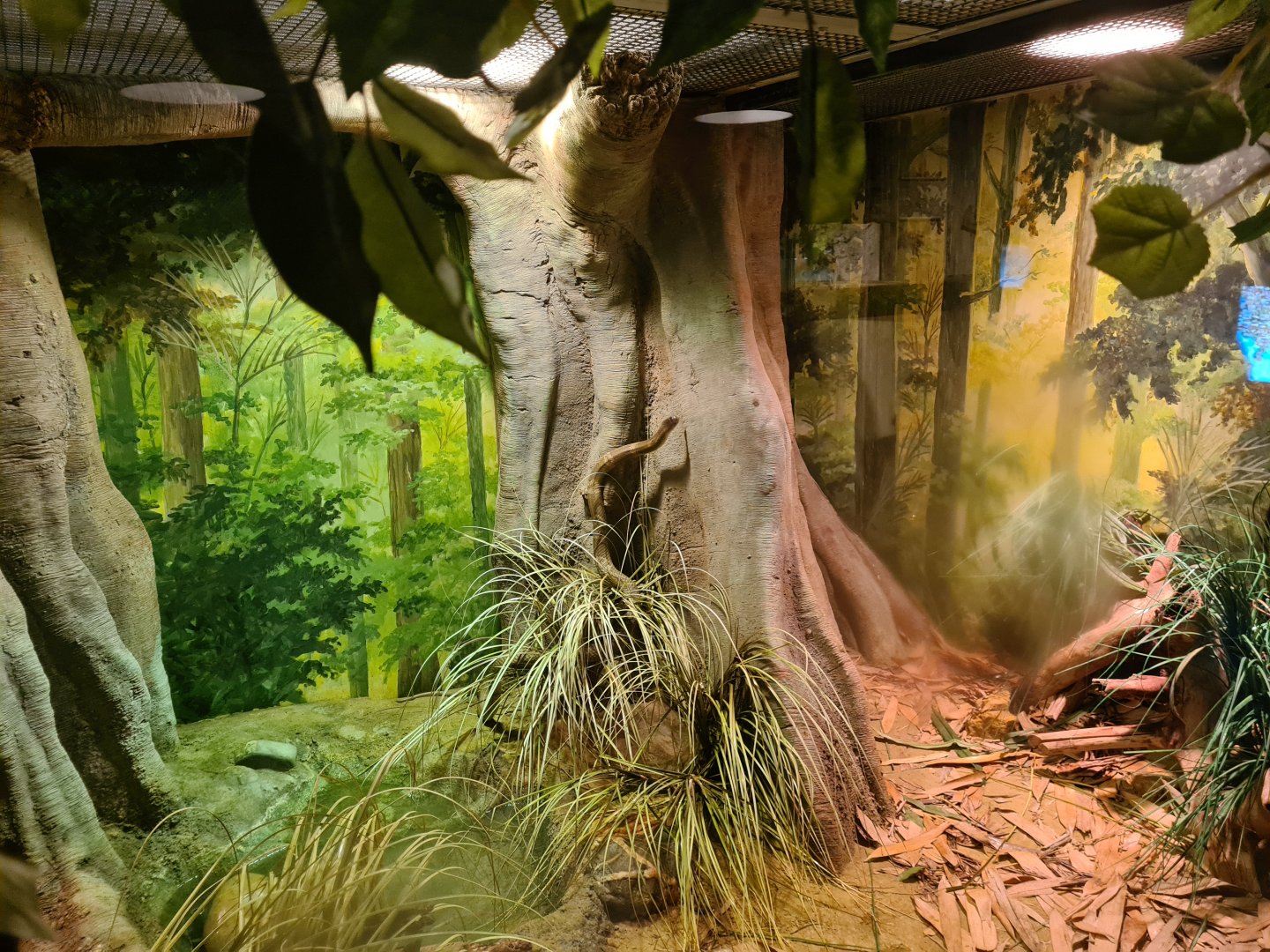 Asia - Monocled cobra exhibit in Rumah Asia