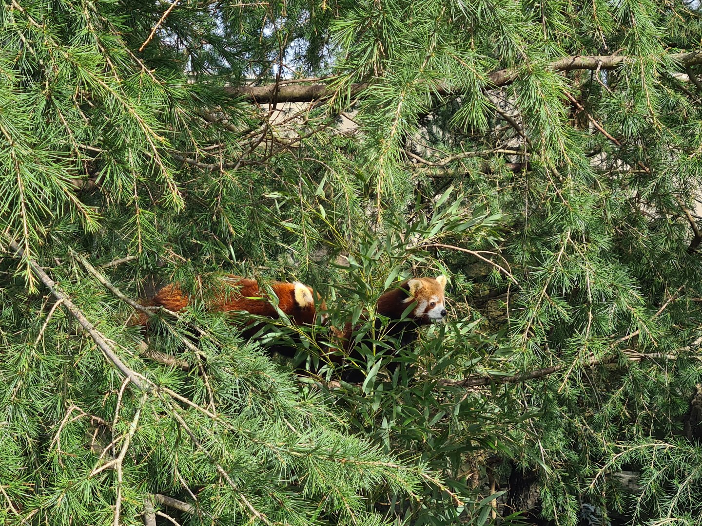 Asia - Nepalese red panda