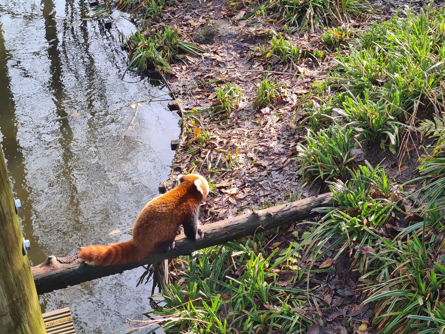 Asia - Nepalese red panda