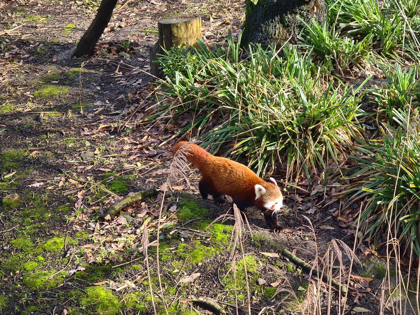 Asia - Nepalese red panda