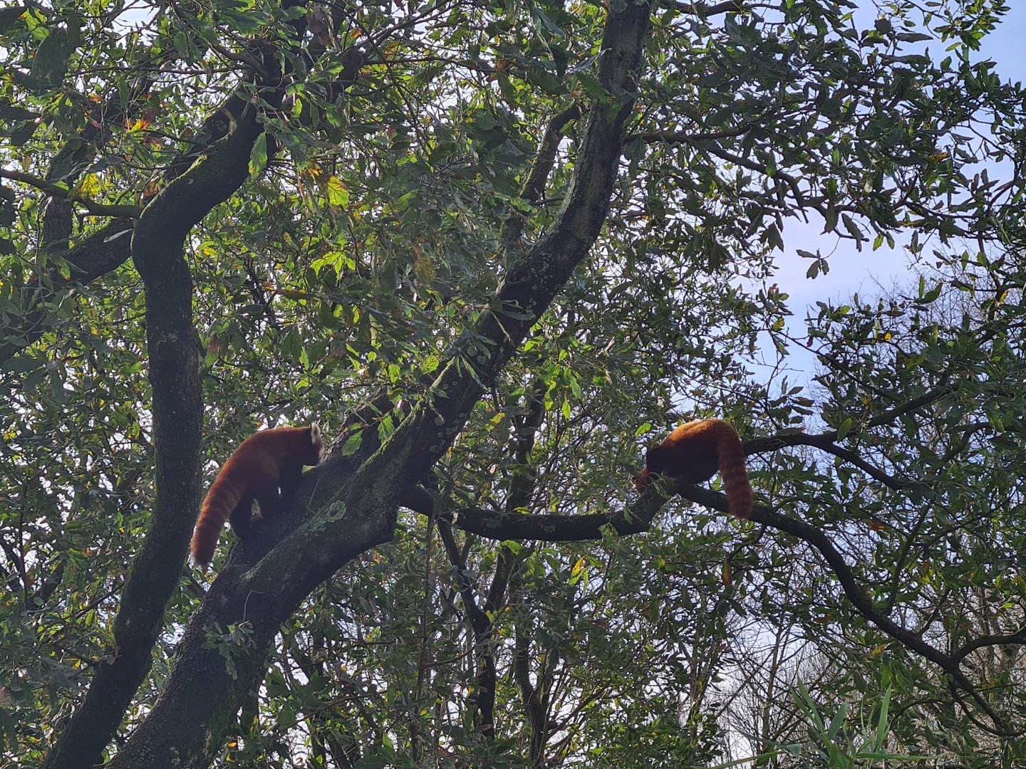 Asia - Nepalese red pandas